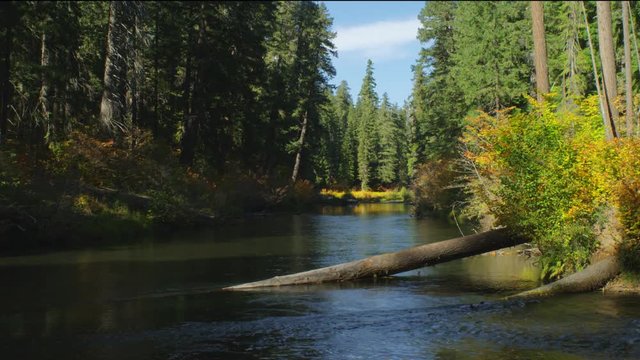 A placid stretch of a forest stream, Oregon