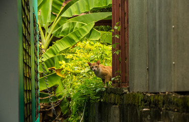 Stray Siamese Cat Resting on a Wall