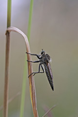 Raubfliege