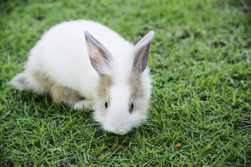 Cottontail bunny rabbit eating grass in the garden