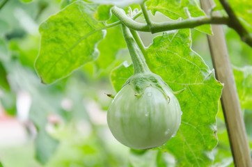 Eggplant on plant