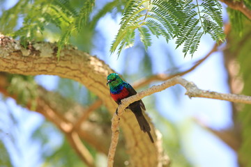 Red-chested Sunbird (Cinnyris erythrocercus) in Queen Elizabeth National Park, Uganda

