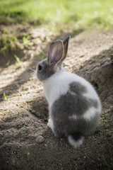 Cottontail bunny rabbit eating grass in the garden