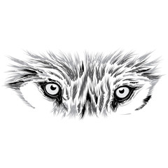 beautiful Wolf face. Vector illustration