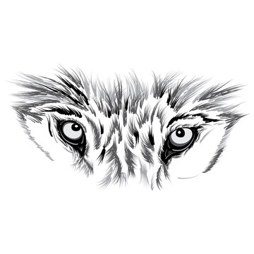beautiful Wolf face. Vector illustration