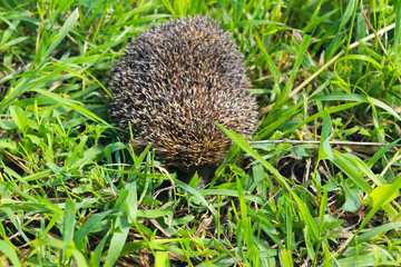 Hedgehog on green grass