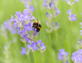 Bumblebee on Lavender