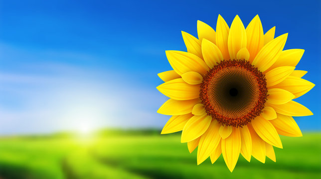 Summer landscape with sunflower