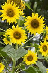 Obraz premium sunflower