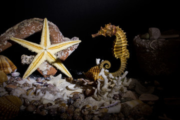 Fondo marino fotografato su sfondo scuro