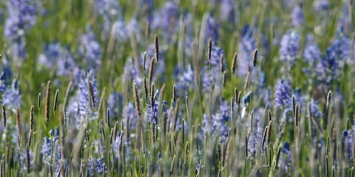 Prairie grasses and blue camas blossoms swaying in a breeze