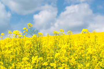 Yellow rape flowers in field with blue sky and clouds, small depth of field