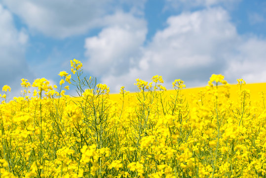 Yellow Rape Flowers In Field With Blue Sky And Clouds, Small Depth Of Field