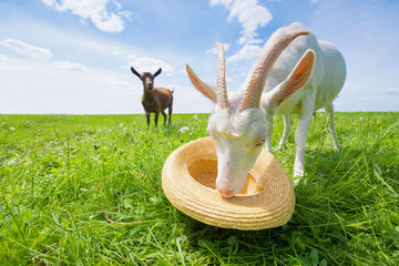 Two goats on a green meadow with a straw hat