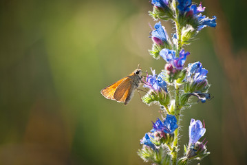 Motyl na kwiatku © Mariusz Stoszewski