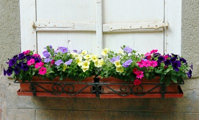 Fototapeta na wymiar Bunte Blumen im Fenster