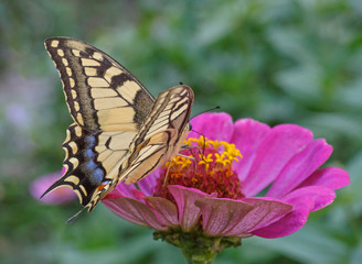 Papilio Machaon butterfly on purple zinnia flower