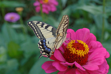Papilio Machaon butterfly on purple zinnia flower