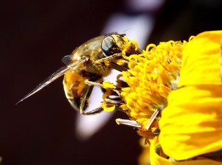 buy bee pollen on a yellow flower