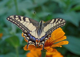 close up of Papilio Machaon butterfly on flower