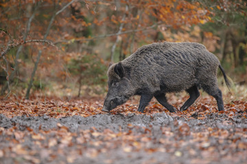 Male boar foraging in muddy forest