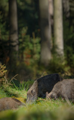 Wild boar sounder in German forest