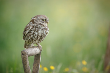 Little owl in UK, perched on a spade handle looking for prey