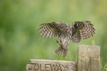 Little owl landing upon an old bridleway signpost