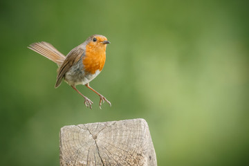 Robin, hopping onto a fence post