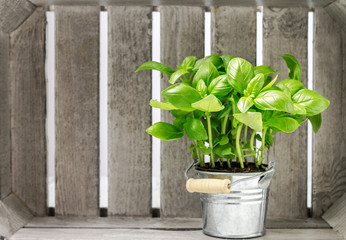 Pot with basil plant