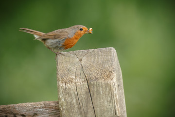 Robin perched on a fence post with a grub
