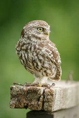 Little owl looks right on a green background