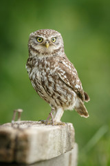 Little owl looking straight at the camera