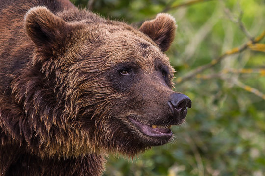 Big male bear closeup