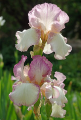 Iris blanc et rose au printemps, Jardin des Plantes Paris