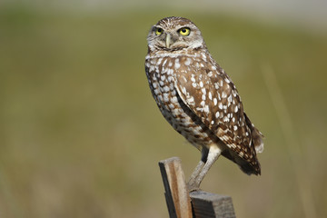 Obraz premium Burrowing Owl sitting on a wooden pole