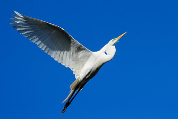 Great Egret (Ardea alba) in flight
