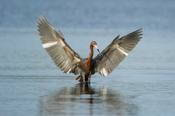 Reddish egret (Egretta rufescens)