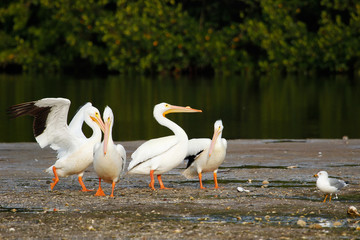 White pelicans at Ding Darling National Wildlife Refuge