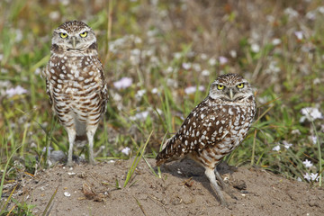 Burrowing Owls standing on the ground