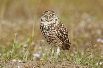 Naklejka premium Burrowing Owl standing on the ground