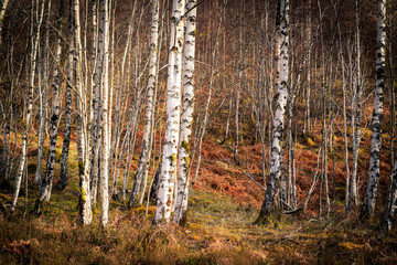 Silver birch