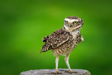 Burrowing owl (Athene cunicularia)