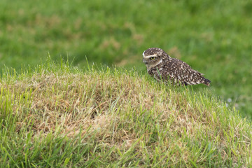 Burrowing owl (Athene cunicularia)