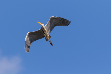 Grey Heron
