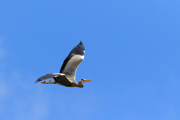 Grey Heron