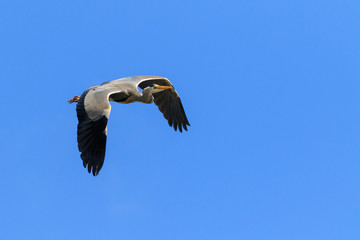 Grey Heron