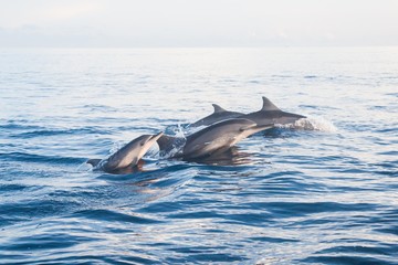 Fototapeta premium Holiday in Bali, Indonesia - Dolphin Beach Lovina Bali, Dolphin Jumping