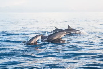 Gartenposter Delfin Holiday in Bali, Indonesia - Dolphin Beach Lovina Bali, Dolphin Jumping