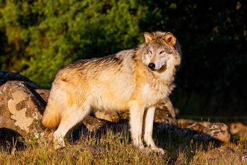 Gray wolf (Canis lupus)